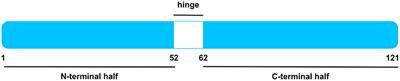 Midkine—A novel player in cardiovascular diseases